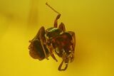 Fossil Ant (Formicidae) and a Spider (Araneae) In Baltic Amber #173658-3